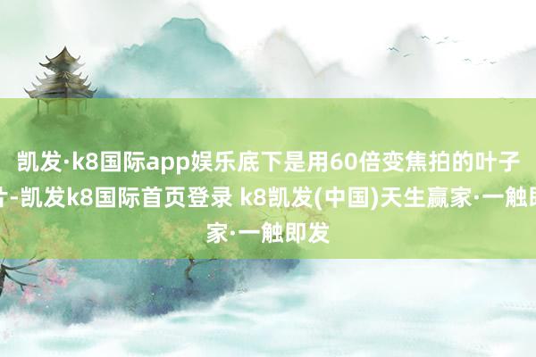 凱發(fā)·k8國際app娛樂底下是用60倍變焦拍的葉子相片-凱發(fā)k8國際首頁登錄 k8凱發(fā)(中國)天生贏家·一觸即發(fā)